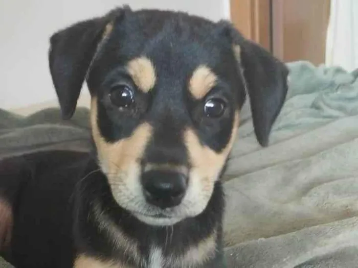 Cachorro ra a Vira Lata idade 2 a 6 meses nome Zara