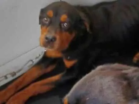 Cachorro ra a Rottweiler idade 5 anos nome NYSSA