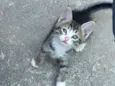 6 Gatinhos Filhotes / Ainda sem nomes