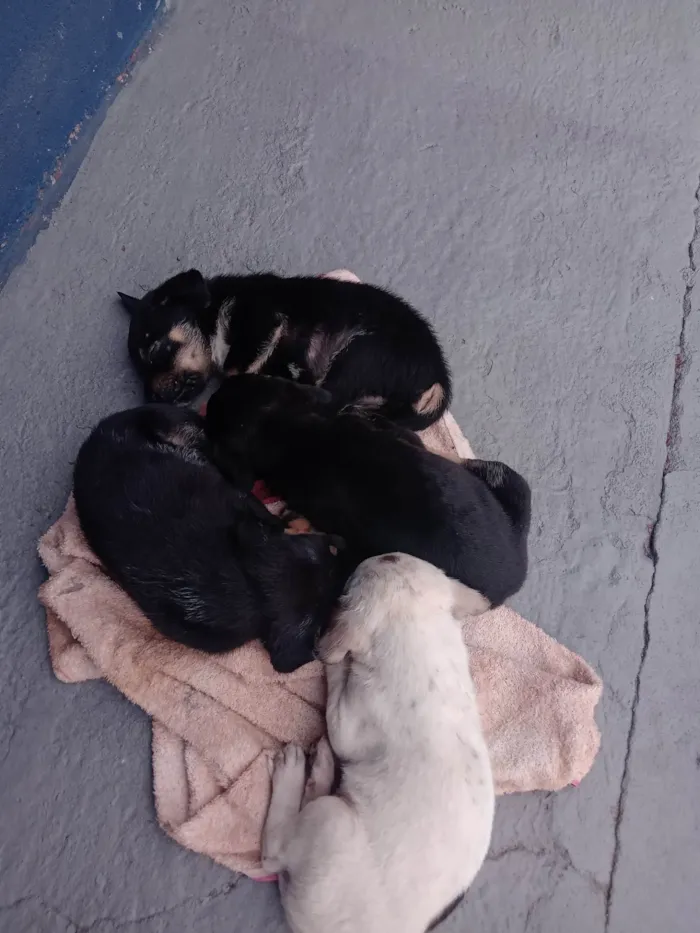 Cachorro ra a Viralata idade Abaixo de 2 meses nome 3 filhotes