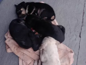 Cachorro raça Viralata idade Abaixo de 2 meses nome 3 filhotes