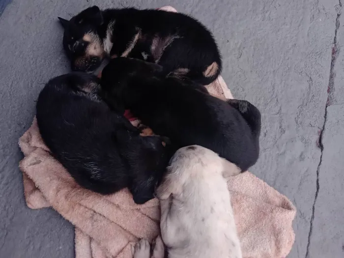 Cachorro ra a Viralata idade Abaixo de 2 meses nome 3 filhotes