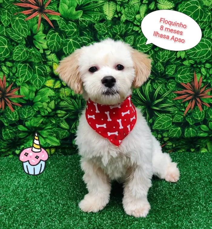 Cachorro ra a Ilhasa apso idade 7 a 11 meses nome Floquinho 