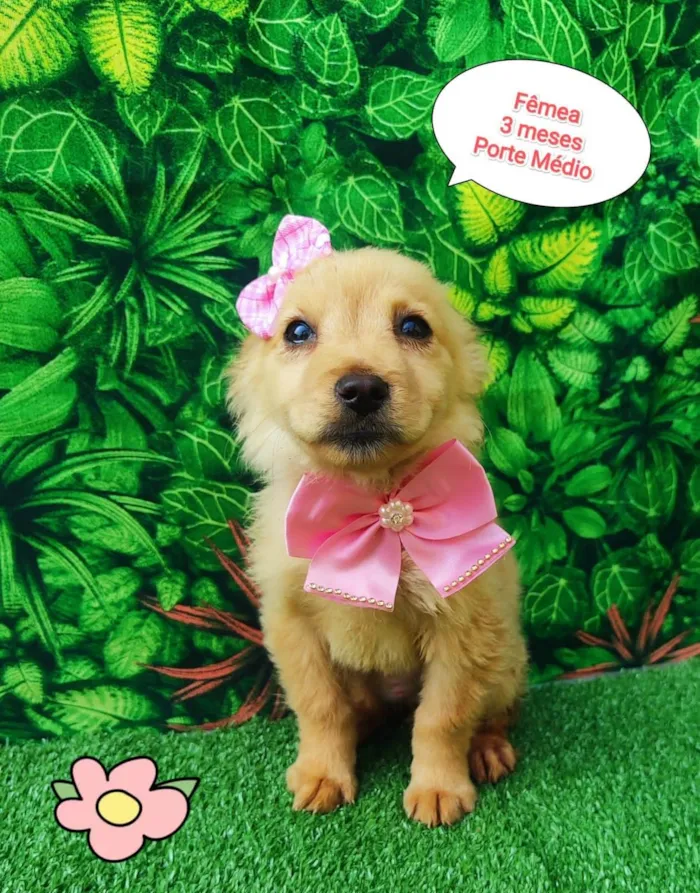 Cachorro ra a SRD-ViraLata idade 2 a 6 meses nome Jasmine