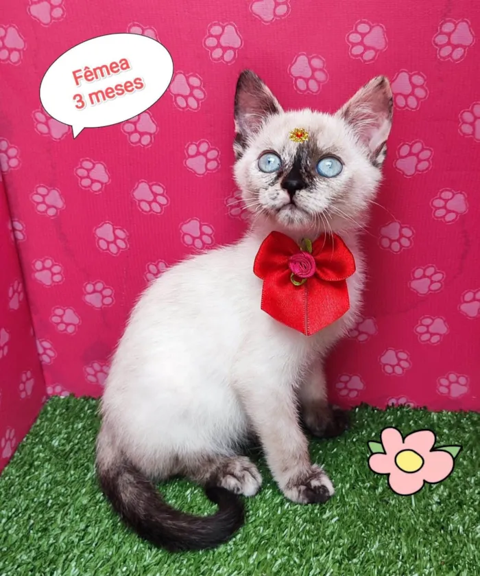 Gato ra a SRD-ViraLata idade 2 a 6 meses nome Hana