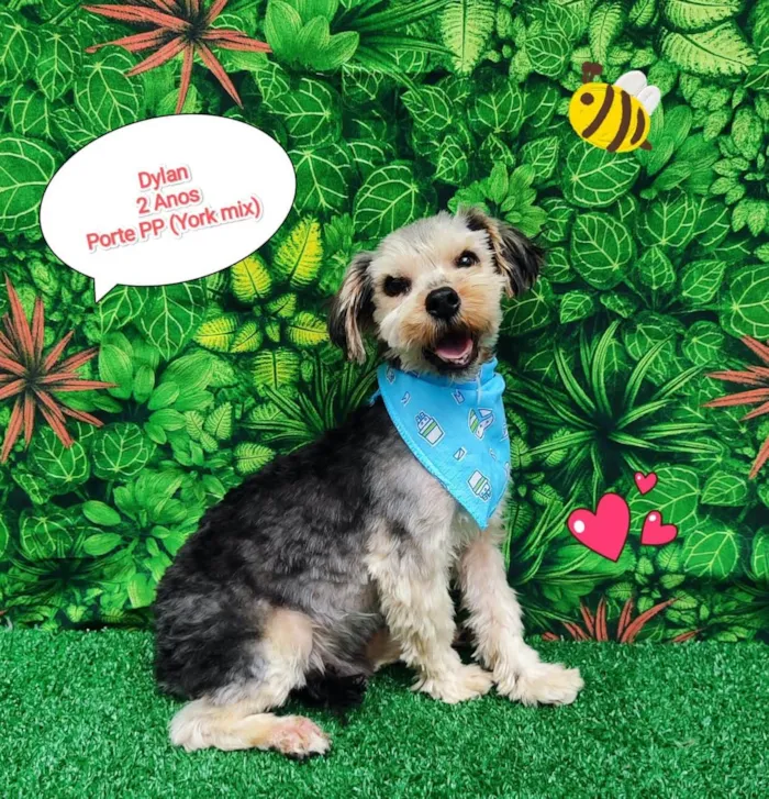 Cachorro ra a Yorkshire mix idade 2 anos nome Dylan 
