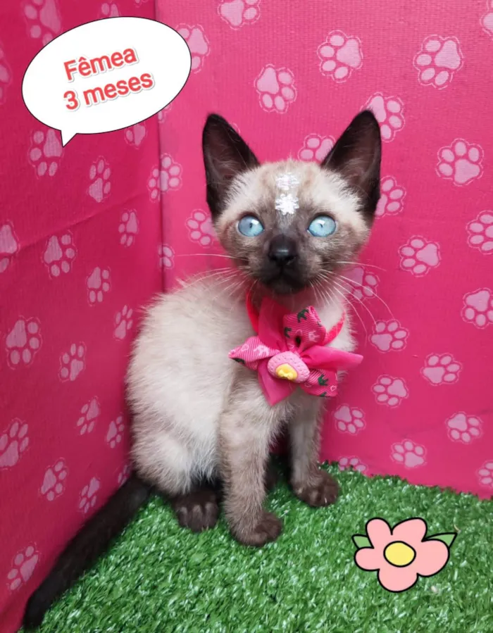 Gato ra a SRD-ViraLata idade 2 a 6 meses nome Baby