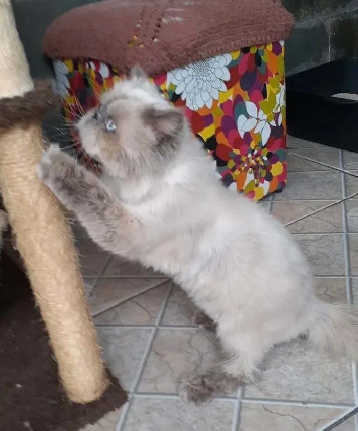 Gato ra a Persa Himalaia  idade 1 ano nome Pipoca