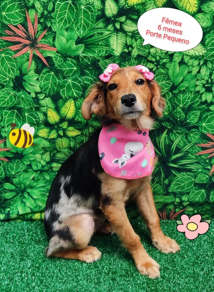 Cachorro ra a SRD-ViraLata idade 2 a 6 meses nome Claire 