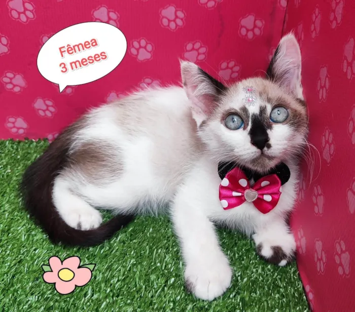 Gato ra a SRD-ViraLata idade 2 a 6 meses nome Atena