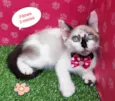 Atena