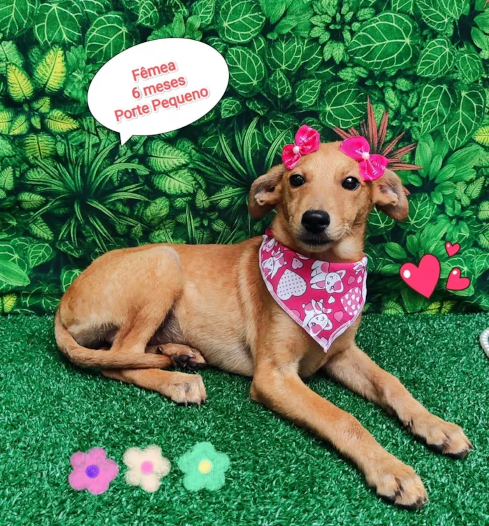 Cachorro ra a SRD-ViraLata idade 2 a 6 meses nome Clarice 