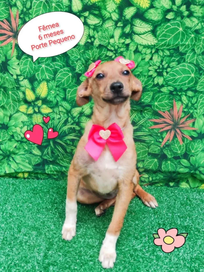 Cachorro ra a SRD-ViraLata idade 2 a 6 meses nome Vilma 
