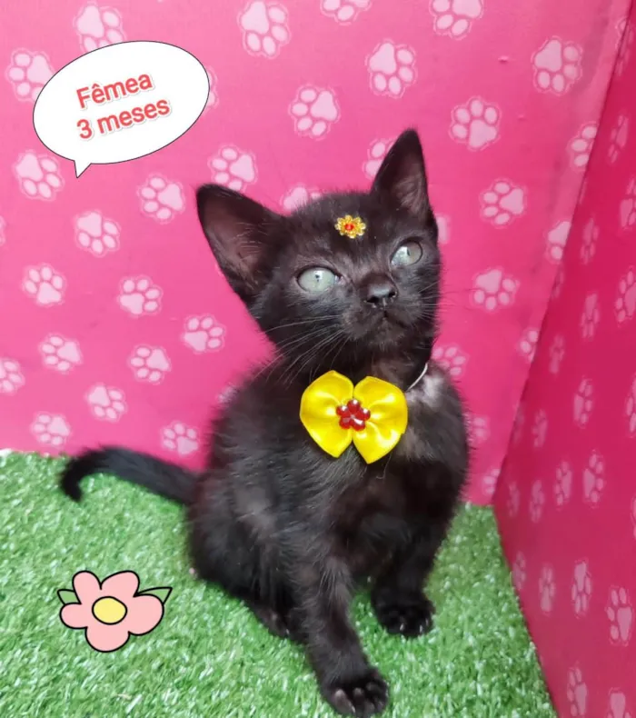 Gato ra a SRD-ViraLata idade 2 a 6 meses nome Mulan 