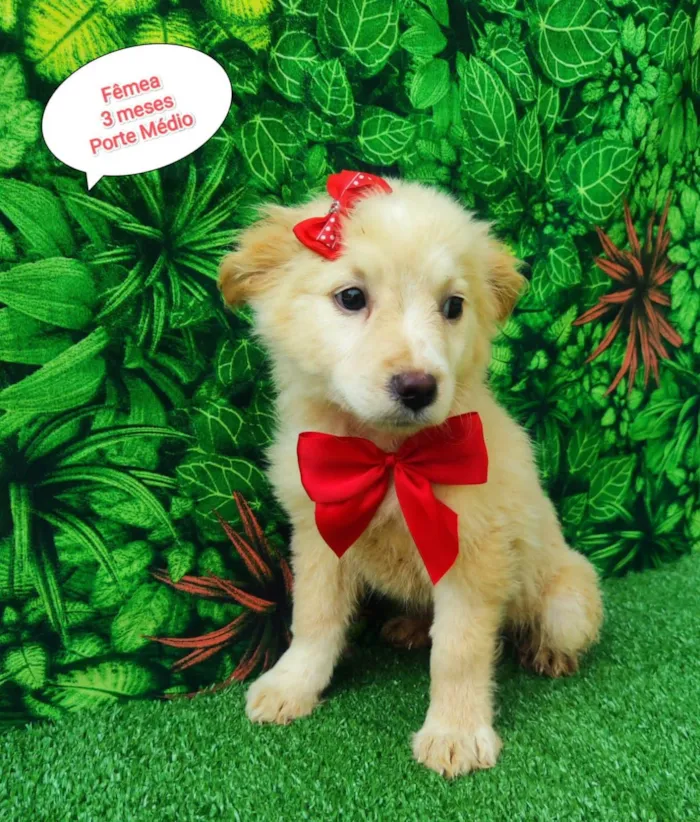 Cachorro ra a SRD-ViraLata idade 2 a 6 meses nome Star 