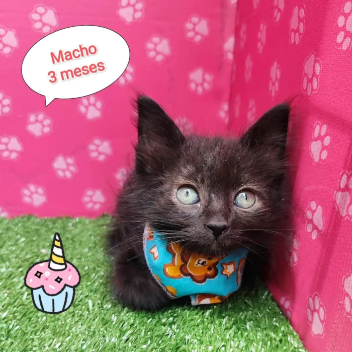 Gato ra a SRD-ViraLata idade 2 a 6 meses nome Troy 