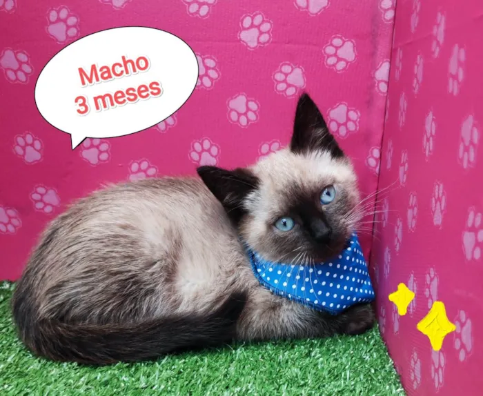 Gato ra a SRD-ViraLata idade 2 a 6 meses nome Bento