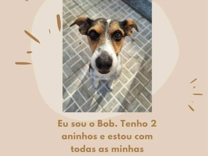 Cachorro ra a SRD-ViraLata idade 2 anos nome Bob