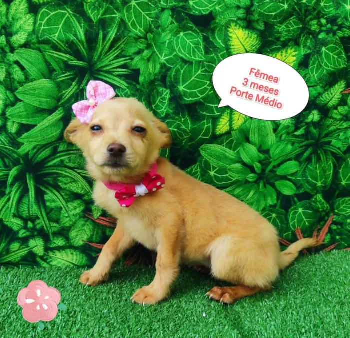 Cachorro ra a  idade 2 a 6 meses nome Isis