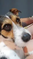 Bob