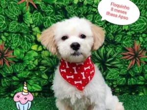 Cachorro raça Ilhasa apso idade 7 a 11 meses nome Floquinho 
