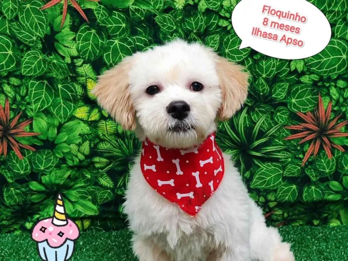 Cachorro ra a Ilhasa apso idade 7 a 11 meses nome Floquinho 