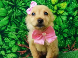 Cachorro raça SRD-ViraLata idade 2 a 6 meses nome Jasmine