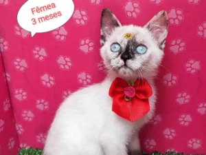 Gato raça SRD-ViraLata idade 2 a 6 meses nome Hana