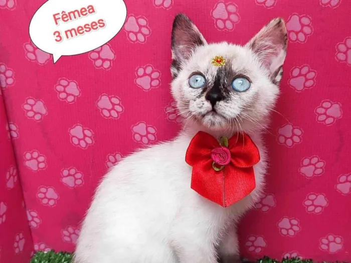 Gato ra a SRD-ViraLata idade 2 a 6 meses nome Hana