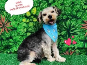 Cachorro raça Yorkshire mix idade 2 anos nome Dylan 