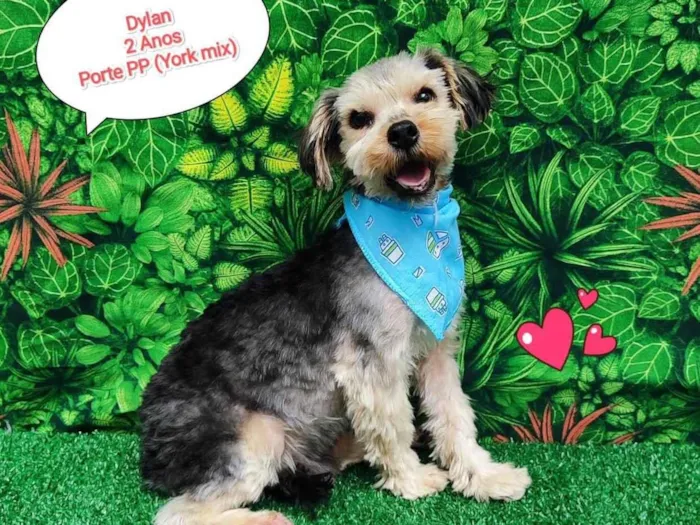 Cachorro ra a Yorkshire mix idade 2 anos nome Dylan 