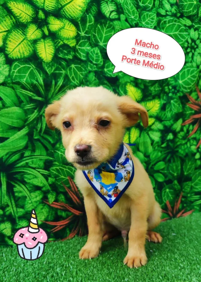 Cachorro ra a  idade 2 a 6 meses nome Ryan 