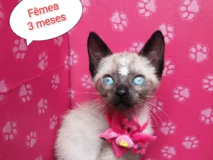Gato raça SRD-ViraLata idade 2 a 6 meses nome Baby