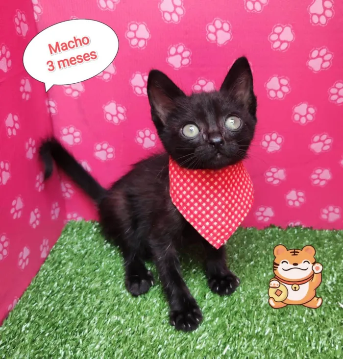 Gato ra a  idade 2 a 6 meses nome Danty 