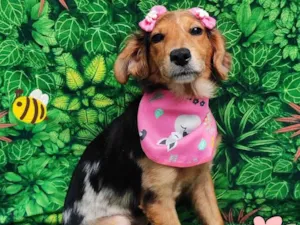 Cachorro raça SRD-ViraLata idade 2 a 6 meses nome Claire 