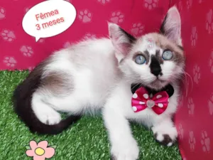 Gato raça SRD-ViraLata idade 2 a 6 meses nome Atena