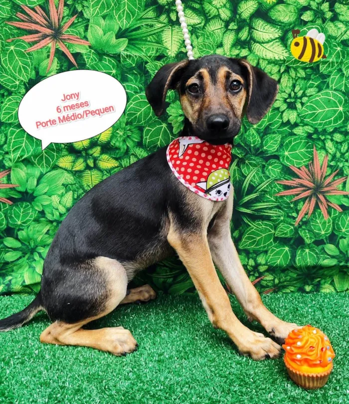 Cachorro ra a SRD-ViraLata idade 2 a 6 meses nome Jony