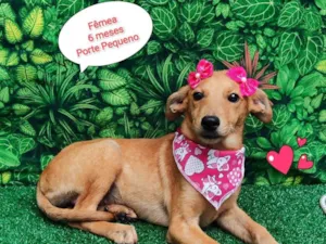 Cachorro raça SRD-ViraLata idade 2 a 6 meses nome Clarice 