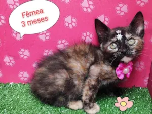 Gato raça SRD-ViraLata idade 2 a 6 meses nome Miranda 