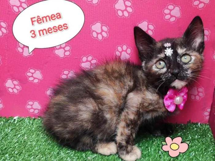 Gato ra a SRD-ViraLata idade 2 a 6 meses nome Miranda 