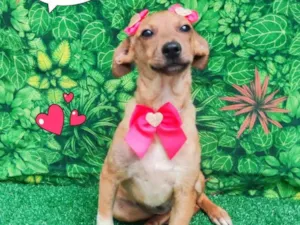 Cachorro raça SRD-ViraLata idade 2 a 6 meses nome Vilma 