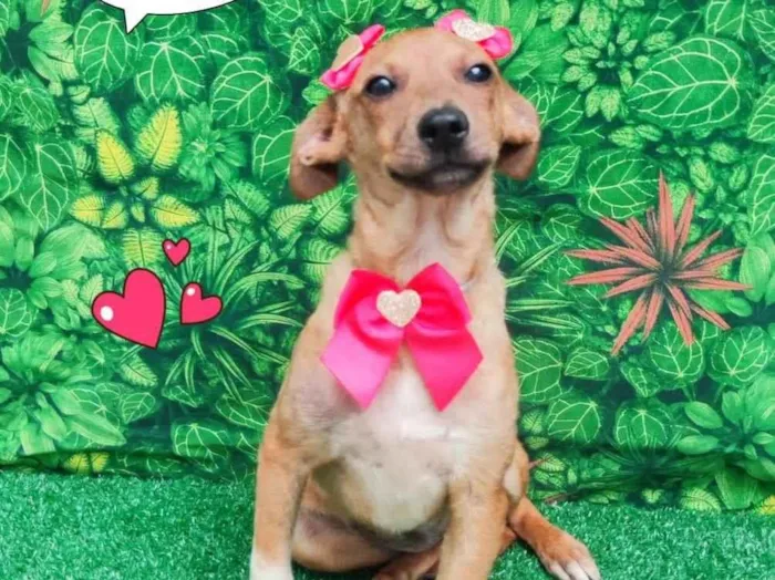 Cachorro ra a SRD-ViraLata idade 2 a 6 meses nome Vilma 