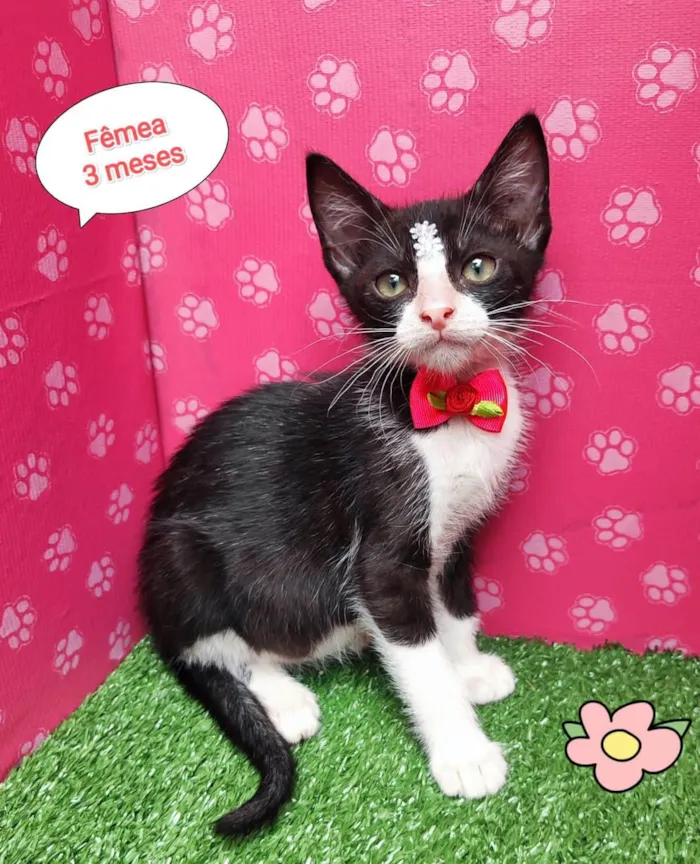 Gato ra a  idade 2 a 6 meses nome Sol 
