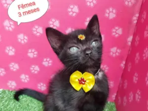 Gato raça SRD-ViraLata idade 2 a 6 meses nome Mulan 
