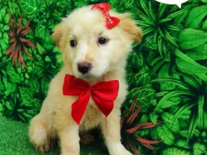 Cachorro raça SRD-ViraLata idade 2 a 6 meses nome Star 