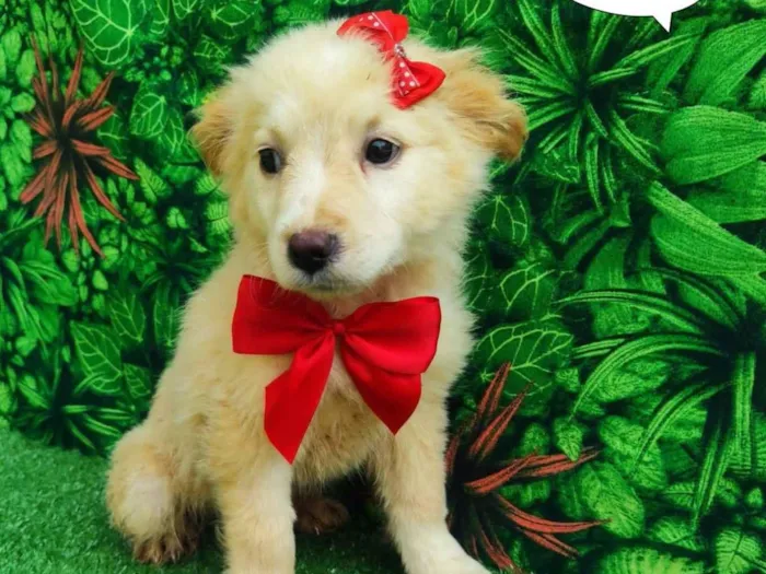 Cachorro ra a SRD-ViraLata idade 2 a 6 meses nome Star 