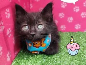 Gato raça SRD-ViraLata idade 2 a 6 meses nome Troy 