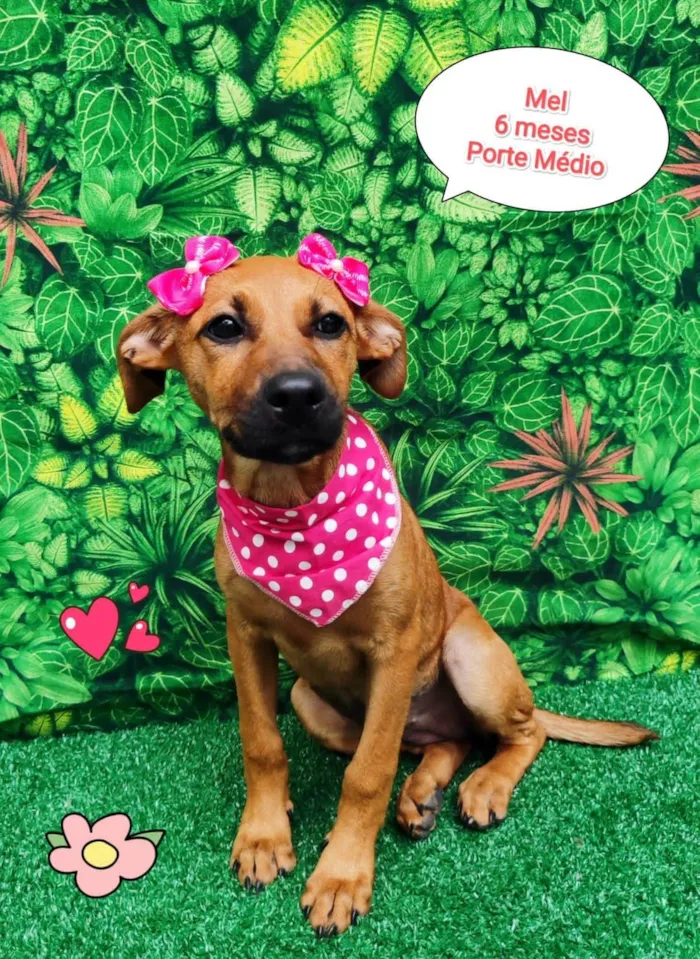 Cachorro ra a SRD-ViraLata idade 2 a 6 meses nome Mel