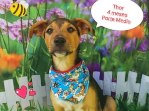 Cachorro raça SRD-ViraLata idade 2 a 6 meses nome Thor 4 meses