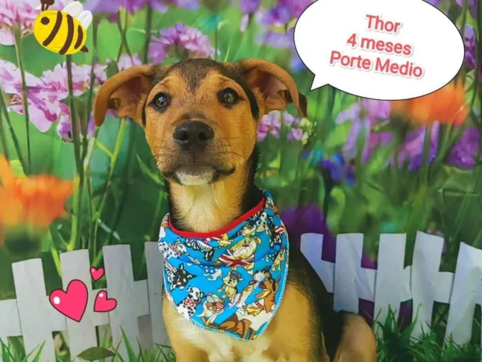 Cachorro ra a SRD-ViraLata idade 2 a 6 meses nome Thor 4 meses